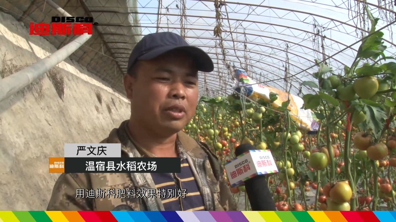 溫宿西紅柿